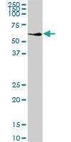 Anti-CALCOCO2 Mouse Polyclonal Antibody