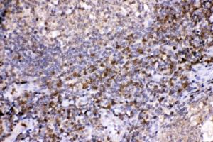 Anti-LDHB Rabbit Polyclonal Antibody