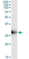 Anti-ORC6 Mouse Monoclonal Antibody [clone: 3C4]