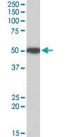 Anti-MON1A Goat Polyclonal Antibody