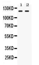 Anti-LRIG3 Rabbit Polyclonal Antibody