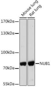 Antibody A306975-100 100 µl