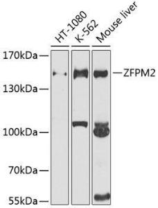 Antibody anti-ZFPM2 100 µl