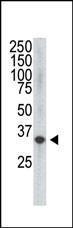 Anti-FIGF Mouse Monoclonal Antibody (APC (Allophycocyanin)) [clone: 28AT743.288.48]