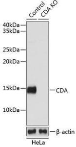 Western blot analysis of extracts from normal (control) and CDA knockout (KO) HeLa cells, using Anti-CDA Antibody (A306977) at 1:1,000 dilution The secondary antibody was Goat Anti-Rabbit IgG H&L Antibody (HRP) at 1:10,000 dilution Lysates/proteins were present at 25 µg per lane