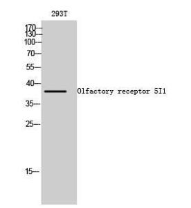 Western blot analysis of 293T cells using Anti-OR5I1 Antibody