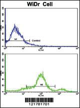 Anti-CCHCR1 Rabbit Polyclonal Antibody