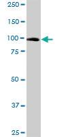 Anti-PLG Mouse Polyclonal Antibody