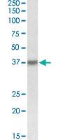 Anti-HSH2D Goat Polyclonal Antibody