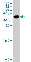 Anti-SNAPIN Mouse Polyclonal Antibody