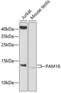 Anti-MAGMAS Rabbit Polyclonal Antibody