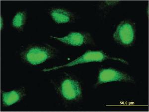 Anti-ORC6 Mouse Monoclonal Antibody [clone: 3C4]