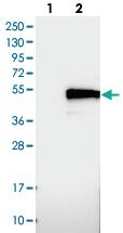 Anti-TMEM143 Rabbit Polyclonal Antibody