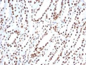 Immunohistochemical analysis of formalin-fixed, paraffin-embedded human kidney tissue using Anti-Ku80 Antibody [XRCC5/7318]