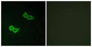 Immunofluorescence analysis of HepG2 cells using Anti-GPR150 Antibody. The right hand panel represents a negative control, where the antibody was pre-incubated with the immunising peptide