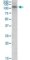 Anti-GRIN3B Goat Polyclonal Antibody