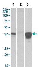 Anti-POU2AF1 Goat Polyclonal Antibody