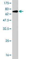 Anti-SPP1 Mouse Monoclonal Antibody [clone: 3B11]