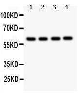 Anti-SynCAM Polyclonal Antibody