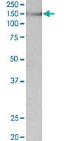 Anti-SYNGAP Goat Polyclonal Antibody