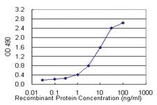 Anti-PEBP1 Mouse Monoclonal Antibody (Biotin)