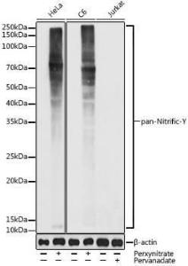 Western blot analysis of extracts of various cell lines, using Anti-pan nitrific Tyrosine Antibody (A309642) at 1:1,000 dilution