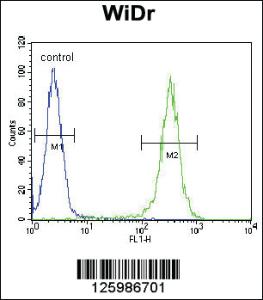 Anti-B4GALT5 Rabbit Polyclonal Antibody