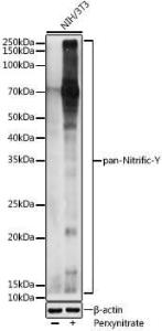 Western blot analysis of extracts of NIH/3T3 cells, using Anti-pan nitrific Tyrosine Antibody (A309642) at 1:1,000 dilution