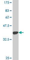 Anti-SMC2 Mouse Polyclonal Antibody