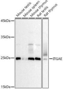 Western blot analysis of extracts of various cell lines, using Anti-CD103 Antibody (A12422) at 1:500 dilution