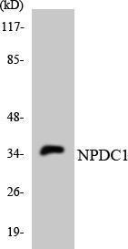 Antibody anti-NPDC1 A97386-100 100 µg