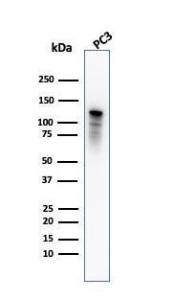 Western blot analysis of PC3 cell lysate using Anti-Drebrin Antibody [DBN1/2880]