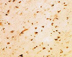 Anti-SNCA Sheep Polyclonal Antibody