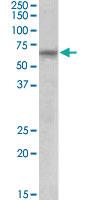 Anti-TTC8 Goat Polyclonal Antibody