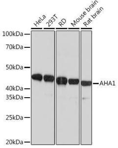 Western blot analysis of extracts of various cell lines, using Anti-AHA1 Antibody [ARC1623] (A308114) at 1:1,000 dilution