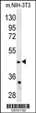 Anti-FADS2 Rabbit Polyclonal Antibody