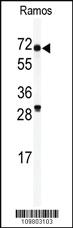 Anti-DNAJC28 Rabbit Polyclonal Antibody