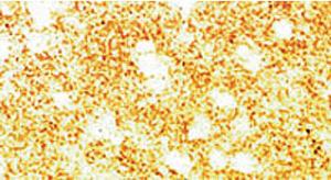 Anti-SNCA Sheep Polyclonal Antibody