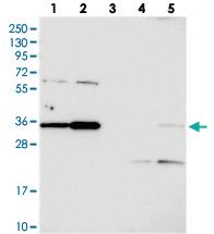 Anti-C3orf26 Rabbit Polyclonal Antibody