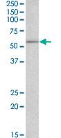 Anti-RTCB Goat Polyclonal Antibody