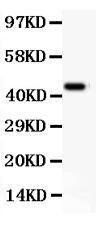 Anti-CD11b Polyclonal Antibody