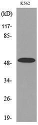 Western blot analysis of lysate from K562 cells using Anti-TUBA1B (acetyl Lys352) Antibody