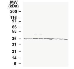 Anti-GAPDH Rabbit Polyclonal Antibody