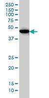 Anti-BHLHE40 Mouse Monoclonal Antibody [clone: 5B1]