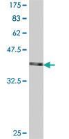 Anti-RAB3A Mouse Polyclonal Antibody