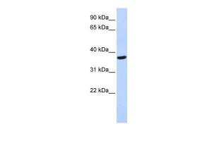 Anti-SPDYA Rabbit Polyclonal Antibody