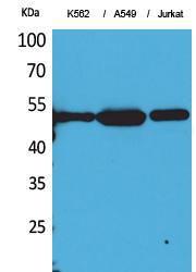 Western blot analysis of K56 A549, Jurkat cells using Anti-TUBA1B (acetyl Lys352) Antibody