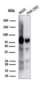 Western blot analysis of (Lane 1) MOLT-4 cell line lysate and (Lane 2) HEK293 cell line lysate using Anti-Ku80 Antibody [XRCC5/7318]