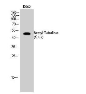 Western blot analysis of K562 cells using Anti-TUBA1B (acetyl Lys352) Antibody