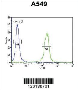 Anti-IFT43 Rabbit Polyclonal Antibody